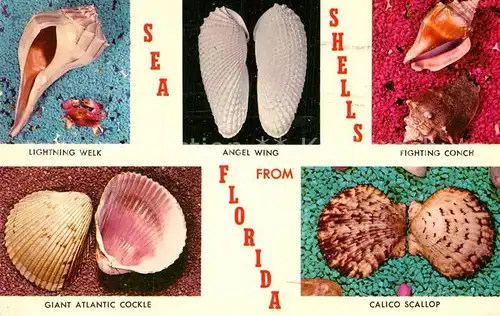 AK / Ansichtskarte Meerestiere Sea Shells Florida Angel Wing Calico Scallop Fighting Conch  Kat. Tiere