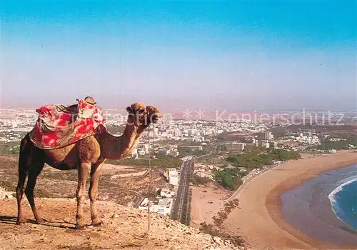 AK / Ansichtskarte Kamele Agadir Baie  Kat. Tiere