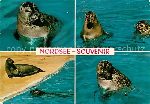 AK / Ansichtskarte Seehunde Robben Nordsee  Kat. Tiere