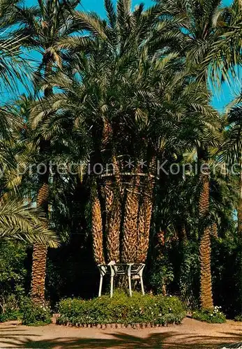 AK / Ansichtskarte Palmen Elche Huerto del Cura Palmera Imperial  Kat. Pflanzen