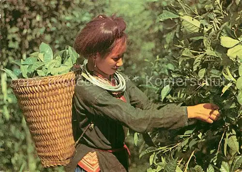 AK / Ansichtskarte Ernte Landwirtschaft Picking Tea Buds Vietnam Kat. Landwirtschaft