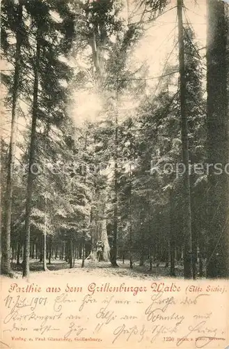 AK / Ansichtskarte Grillenburg Waldpartie Kat. Tharandt