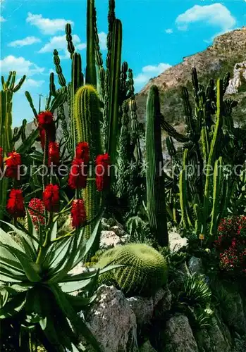 AK / Ansichtskarte Kakteen Jardin Exotique Monaco Agave Coussin de Belle Mere  Kat. Pflanzen