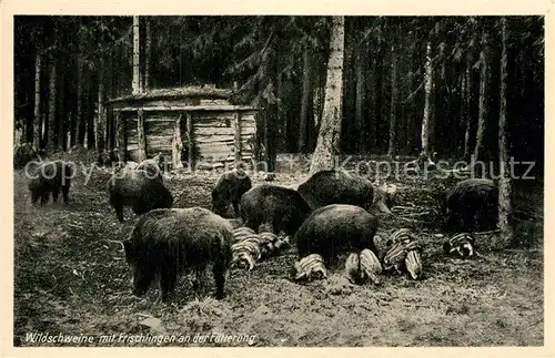 AK / Ansichtskarte Harz Region Wildschweine und Frischlinge bei der Fuetterung