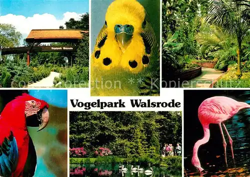 AK / Ansichtskarte Voegel Vogelpark Walsrode Flamingo Papagei  Kat. Tiere