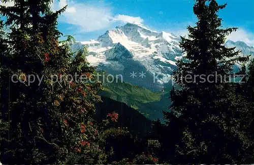 AK / Ansichtskarte Grindelwald Die Jungfrau Kat. Grindelwald
