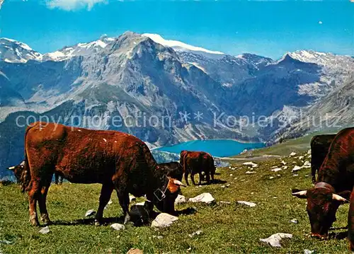 AK / Ansichtskarte Montana Crans Alpenpanorama Rinderherde Kat. Randogne