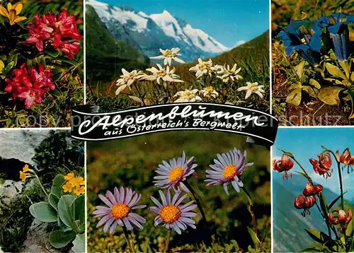 AK / Ansichtskarte Blumen Alpenblumen Edelweiss Enzian Bergaster Tuerkenbund Kat. Pflanzen