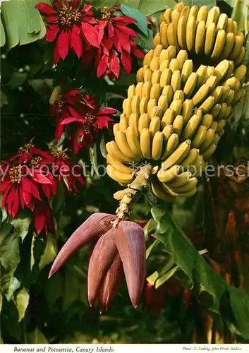 AK / Ansichtskarte Bananen Bananas Poinsettia Canary Islands  Kat. Pflanzen