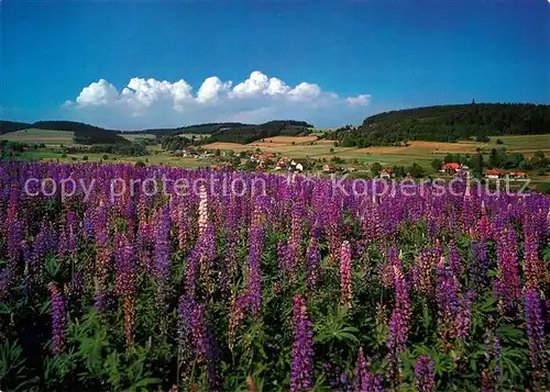 AK / Ansichtskarte Herrischried Lupinenfeld mit Kleinherrischwand und Gugelturm Kat. Herrischried