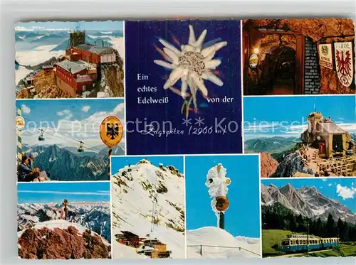 AK / Ansichtskarte Edelweiss Zugspitze Kat. Pflanzen