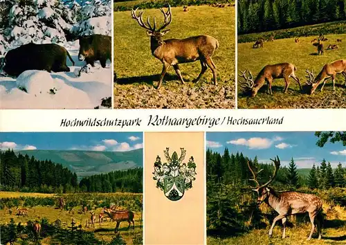 AK / Ansichtskarte Hochsauerland Hochwildschutzpark Rothaargebirge Rot und Schwarzwild