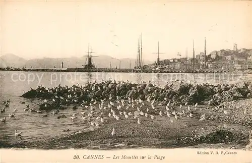 AK / Ansichtskarte Cannes Alpes Maritimes Les Mouettes sur la Plage Kat. Cannes