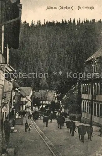 AK / Ansichtskarte Altenau Harz Breitestrasse Damenkapelle Viehtrieb Kuehe Kat. Altenau