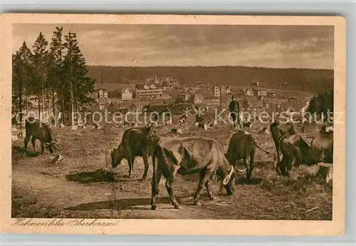 AK / Ansichtskarte Hahnenklee Bockswiese Harz Viehweide Kuehe Landwirtschaft Kat. Goslar