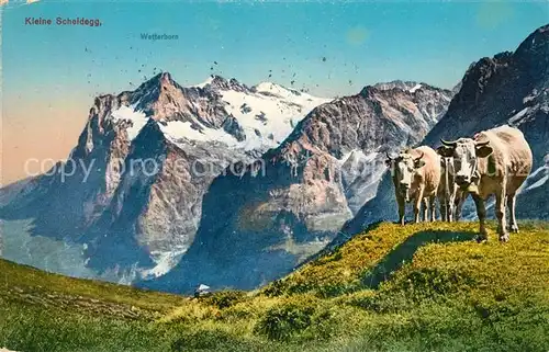 AK / Ansichtskarte Kleine Scheidegg Interlaken Almvieh Kuehe Wetterhorn Berner Alpen Kat. Kleine Scheidegg