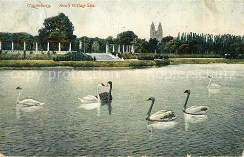 AK / Ansichtskarte Magdeburg Adolf Mittag See Schwaene Kat. Magdeburg