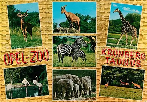 AK / Ansichtskarte Kronberg Taunus Opel Zoo Gemsen Zebras Giraffe Flamingos Elefanten Springboecke Kat. Kronberg im Taunus