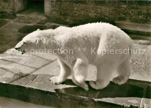 AK / Ansichtskarte Eisbaer Landau Pfalz Tierpark  Kat. Tiere