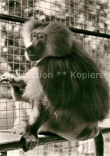 AK / Ansichtskarte Affen Mantelpavian Tierpark Landau Pfalz  Kat. Tiere