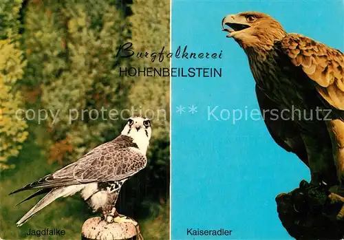 AK / Ansichtskarte Falke Jagdfalke Kaiseradler Burgfalknerei Hohenbeilstein  Kat. Tiere