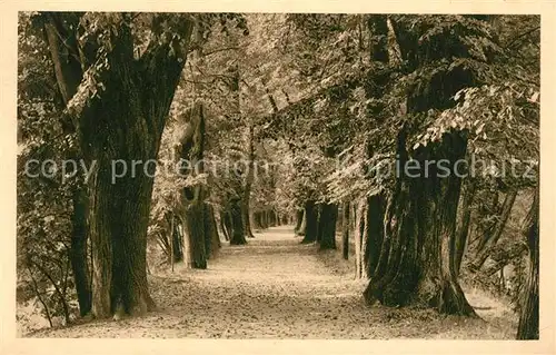 AK / Ansichtskarte Glauchau Allee Gruendelteich Kat. Glauchau