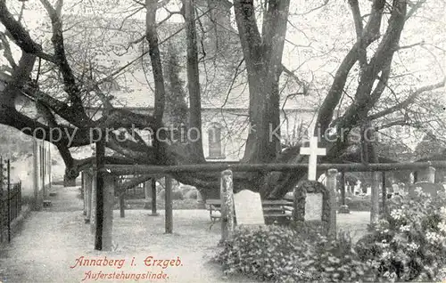 AK / Ansichtskarte Annaberg Buchholz Erzgebirge Auferstehungslinde Kreuz Baum Kat. Annaberg