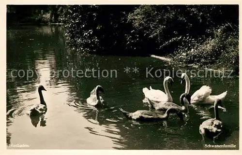 AK / Ansichtskarte Wiesbaden Schwanenfamilie Kat. Wiesbaden