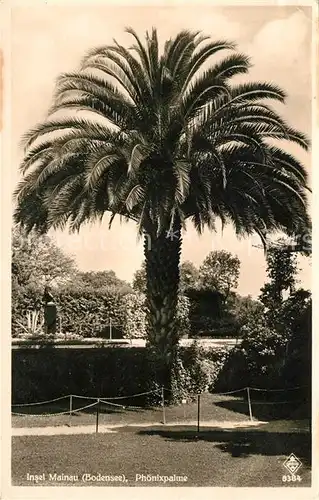 AK / Ansichtskarte Insel Mainau Phoenixpalme Kat. Konstanz Bodensee