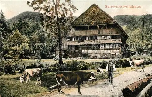 AK / Ansichtskarte Schwarzwald Schwarzwaldhaus Kuehe Kat. Regionales