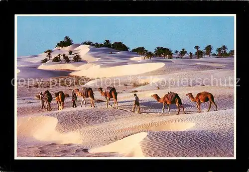 AK / Ansichtskarte Kamele Nouil Tunesien Kat. Tiere