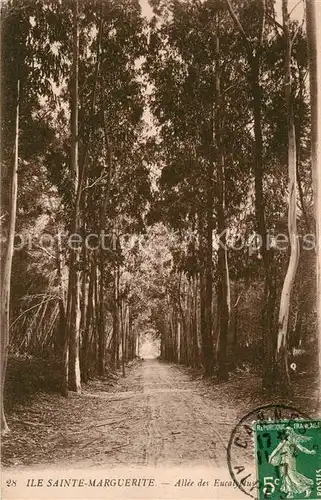 AK / Ansichtskarte Ile Sainte Marguerite Allee des Eucalyptus