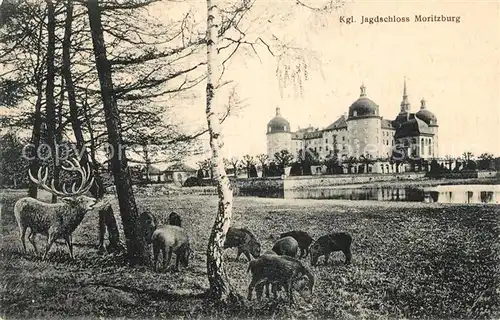 AK / Ansichtskarte Moritzburg Sachsen Koenigliches Jagdschloss Wildschweine Hirsch Kat. Moritzburg Dresden