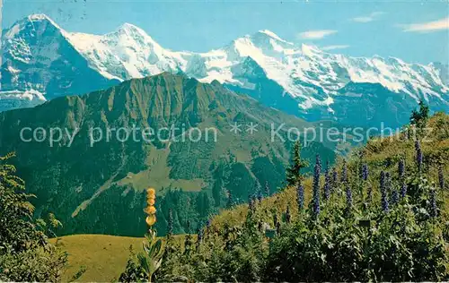 AK / Ansichtskarte Schynige Platte mit Eiger Moench Jungfrau Kat. Schynige Platte