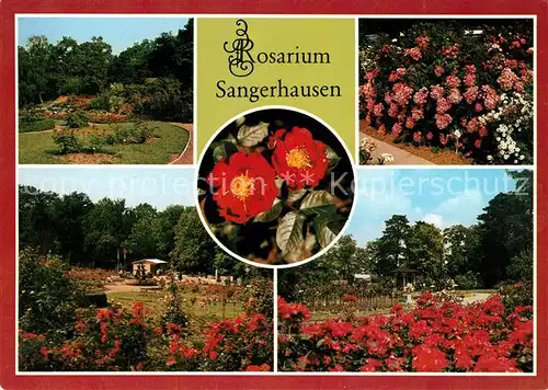 AK / Ansichtskarte Sangerhausen Suedharz Rosarium Groesste Rosensammlung der Welt Kat. Sangerhausen