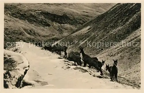 AK / Ansichtskarte Rosegtal Gemsrudel Wildtiere Alpen Kat. Roseg