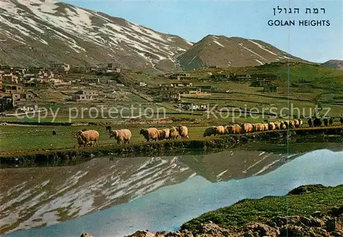 AK / Ansichtskarte Magdal Shams Golan Heights Golanhoehen Schafherde Mt. Hermon