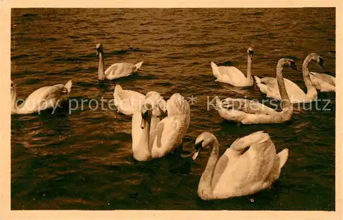 AK / Ansichtskarte Schwan Schwaene Hamburg Alster  Kat. Tiere