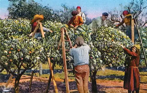 AK / Ansichtskarte Orangen Oranges Cueillette de la fleur d oranger Cote d Azur Kat. Landwirtschaft