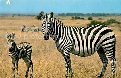 AK / Ansichtskarte Zebra Kenya Kat. Tiere