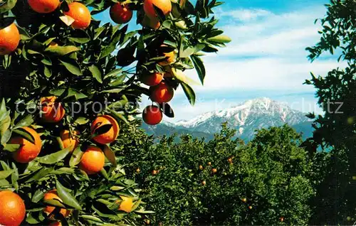 AK / Ansichtskarte Orangen Oranges Southern California  Kat. Landwirtschaft