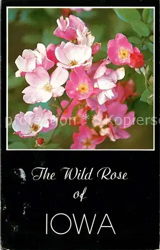 AK / Ansichtskarte Blumen Wild Rose Iowa  Kat. Pflanzen