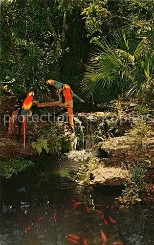 AK / Ansichtskarte Papagei Miami s Parrot Jungle  Kat. Tiere