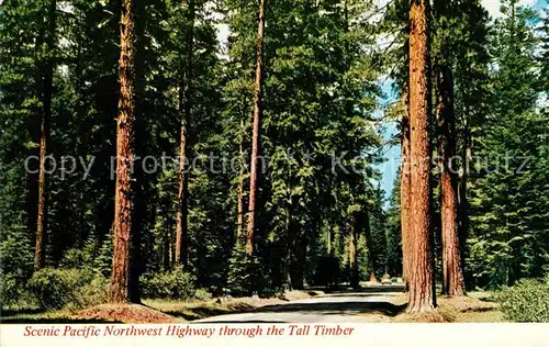 AK / Ansichtskarte Baeume Trees Pacific Northwest Highway Tall Timber  Kat. Pflanzen