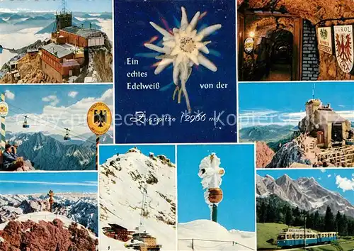 AK / Ansichtskarte Edelweiss Zugspitze  Kat. Pflanzen