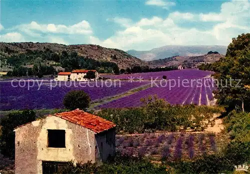 AK / Ansichtskarte Cote d Azur Lavendelfelder