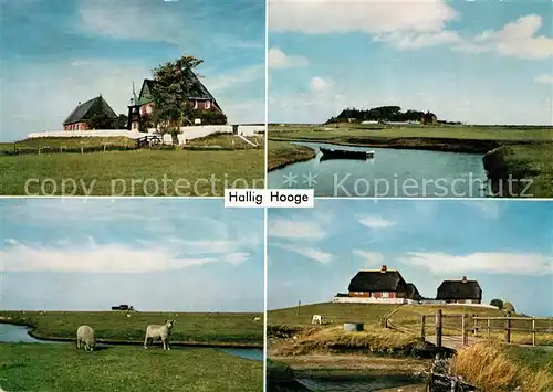 AK / Ansichtskarte Hooge Hallig Halligschafe Panorama