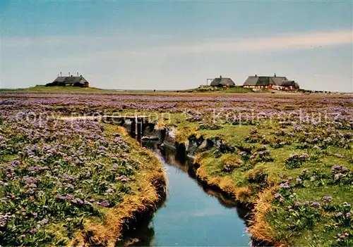 AK / Ansichtskarte Hallig Nordsee Bandestave Kat. Hooge