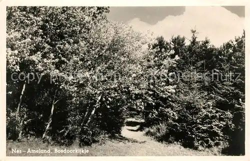 AK / Ansichtskarte Ameland Bosdoorkijkje Kat. Niederlande