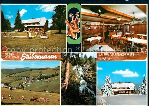 AK / Ansichtskarte Todtnauberg Gasthaus Stuebenwasen Kuehe Kat. Todtnau